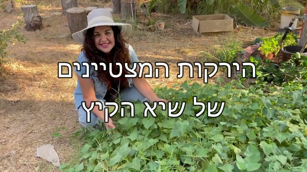 גידול ירקות - איזה ירקות מגדלים בגינה  בשיא הקיץ