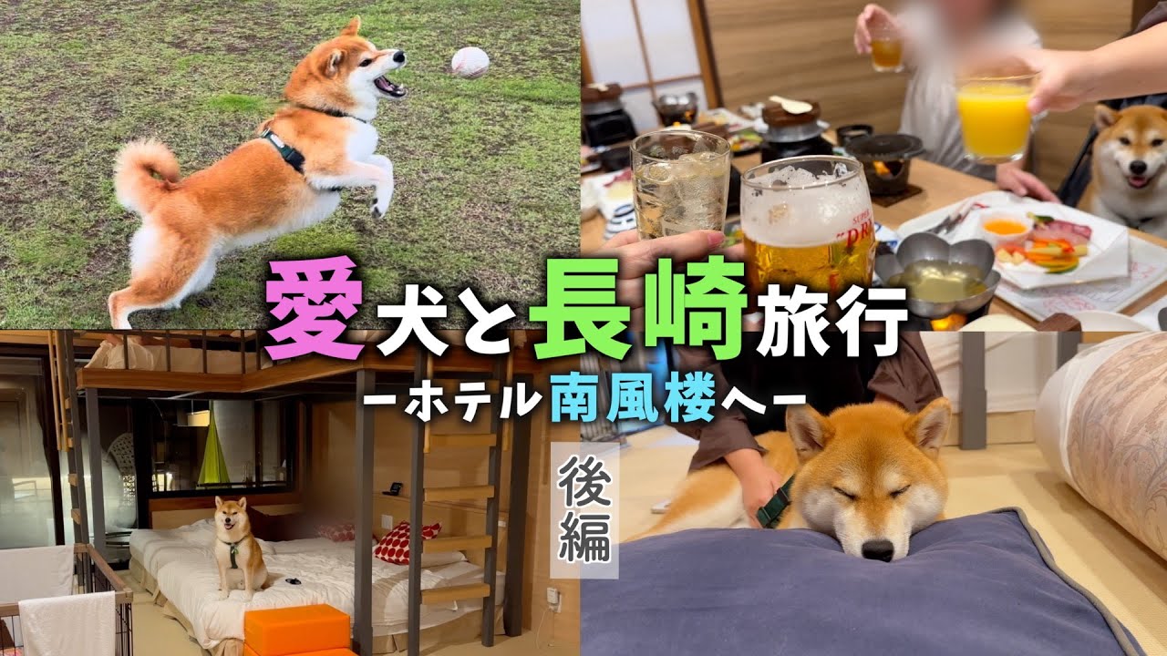 柴犬と笑顔溢れる旅【後編】わんこと泊まれるホテル南風楼へ