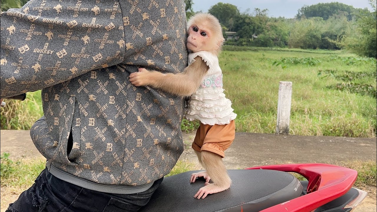 Monkey Luk cried went to find Thang wanted to ride motorbike