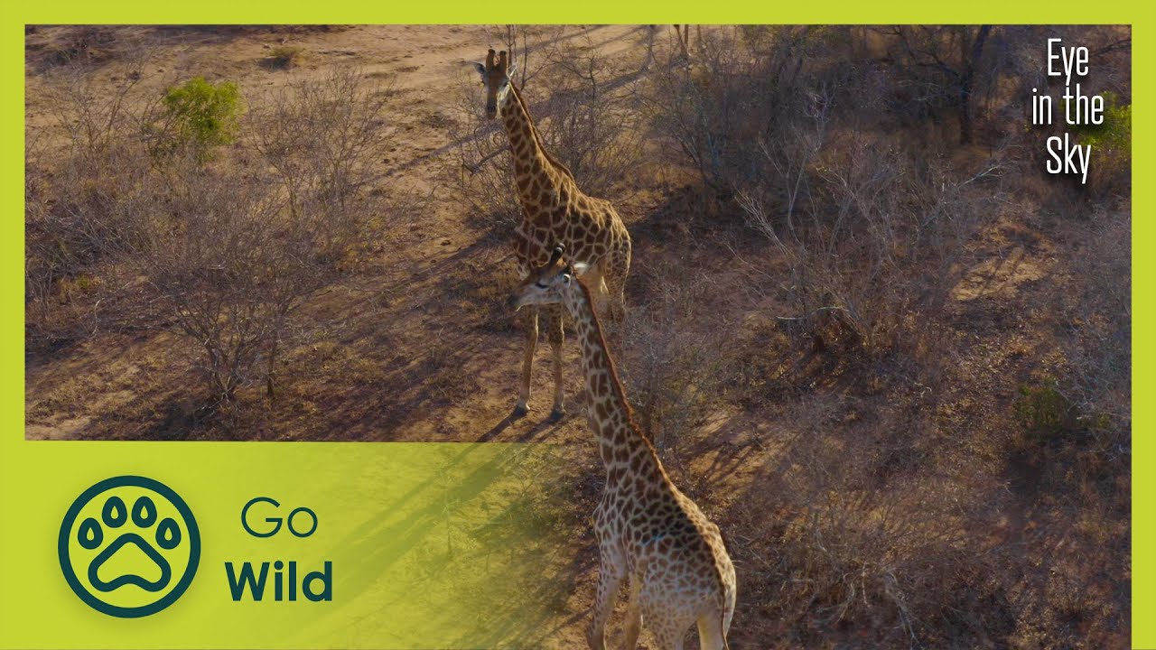 Sahara Desert to the Serengeti | Eye in the Sky 1/5 | Go Wild