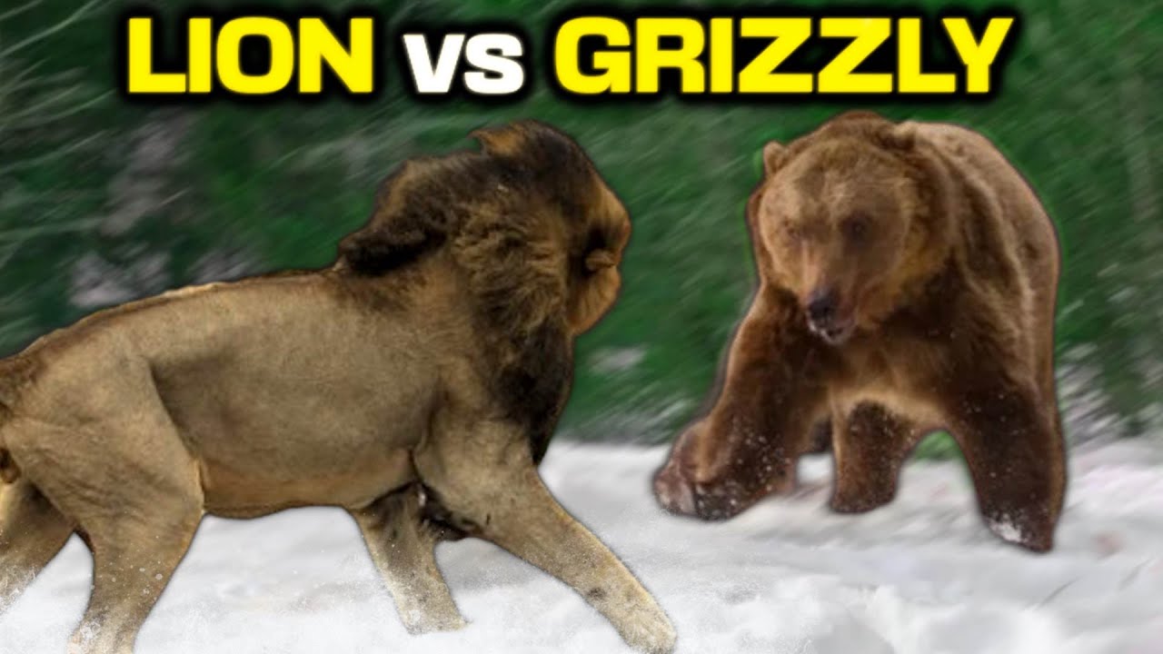 GRIZZLY BEAR vs LION - Who Would Win?