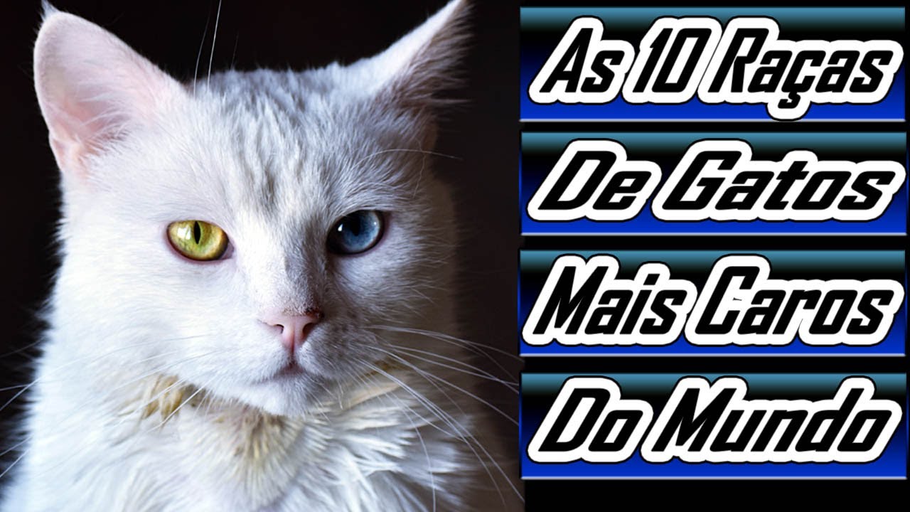 OS 10 GATOS MAIS CAROS DO MUNDO, POR QUE NÃO ADOTAM OS GATOS DE RUA?