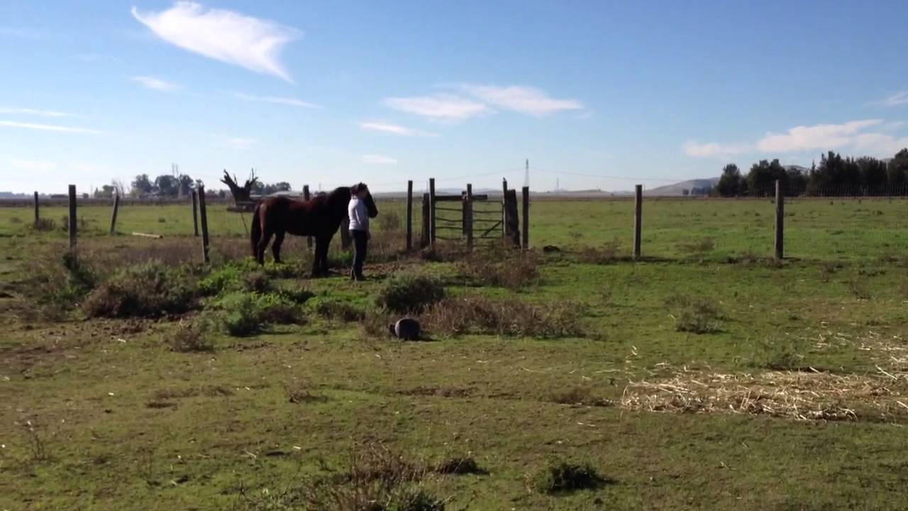 Catching Hard to Catch Hurt Horse - Driveline - Pressure & Release - Rick Gore Horsemanship