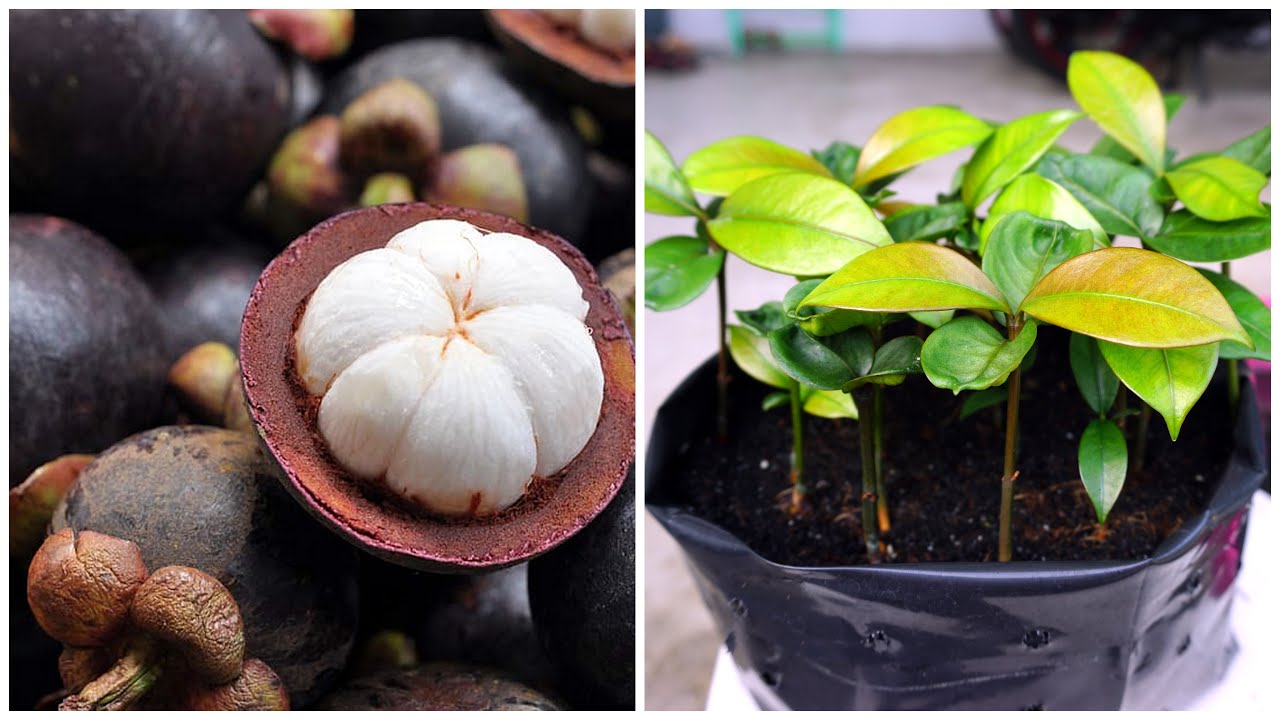 How To Grow Seed Mangosteen | Cara Semai Biji Buah Manggis