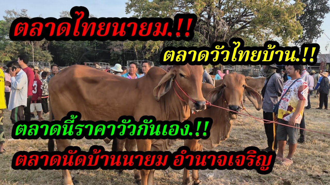 ราคาวัววันนี้ เปิดราคาวัวล่าสุดวันนี้ สำรวจราคาวัวตลาดนัด#เปิดราคาวัวงามน่าซื้อ#ซื้อขายวัวน่าเลี้ยง
