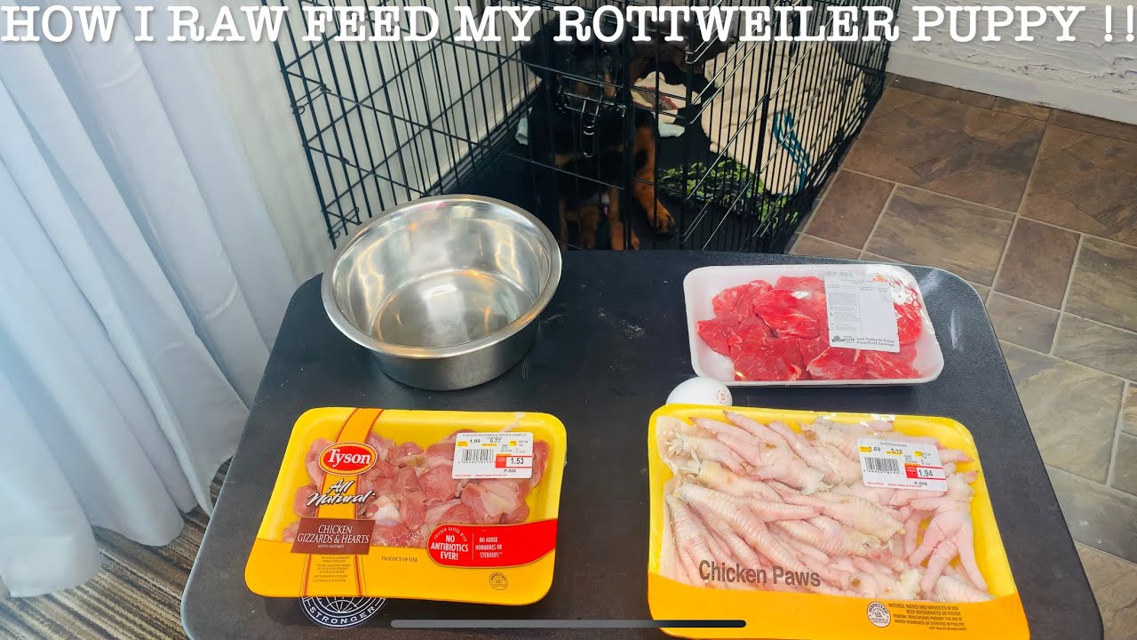 HOW I RAW FEED MY ROTTWEILER PUPPY !!