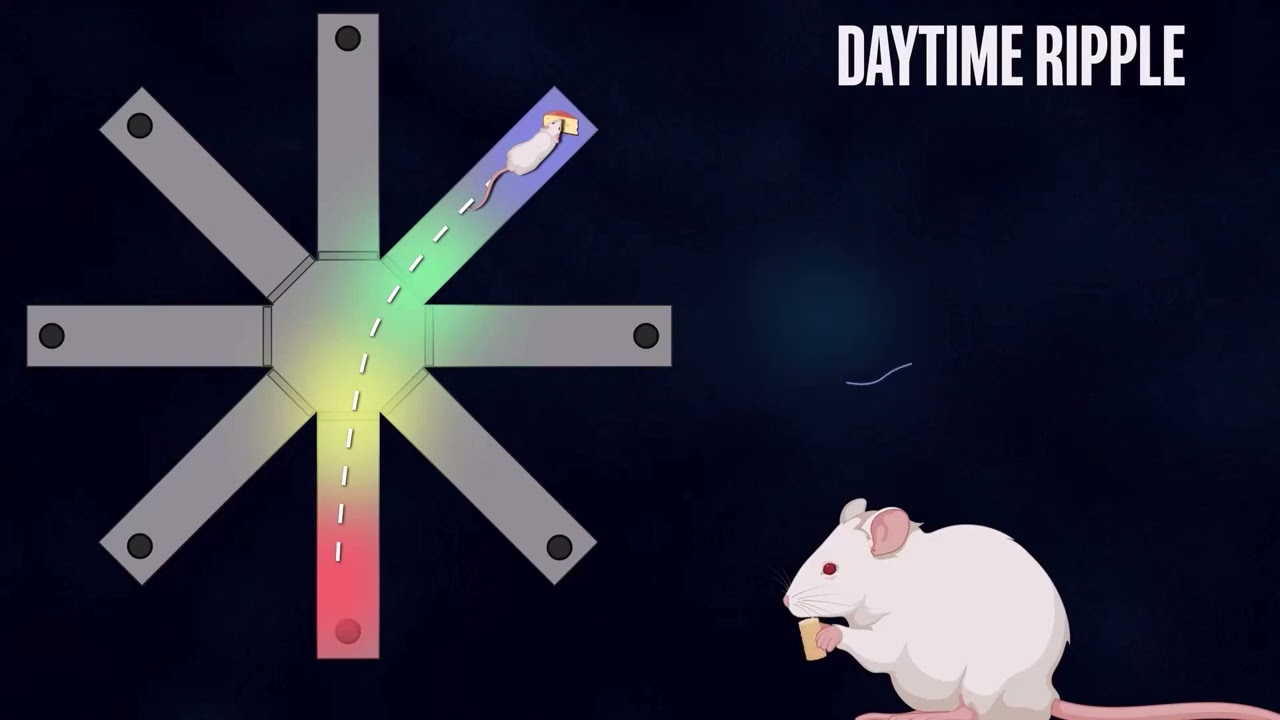 Unveiling the Mysteries of Hippocampal Replay
