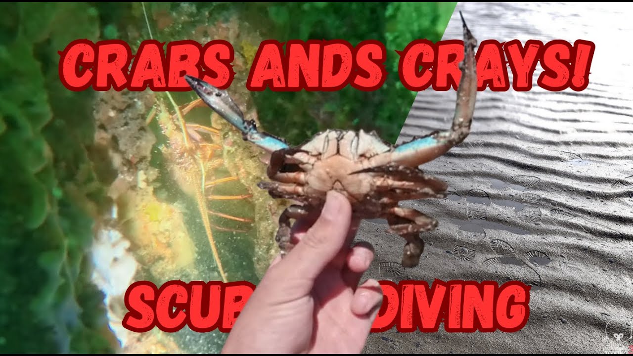 SCUBA Diving For Local Crayfish And Hunting For Crabs!