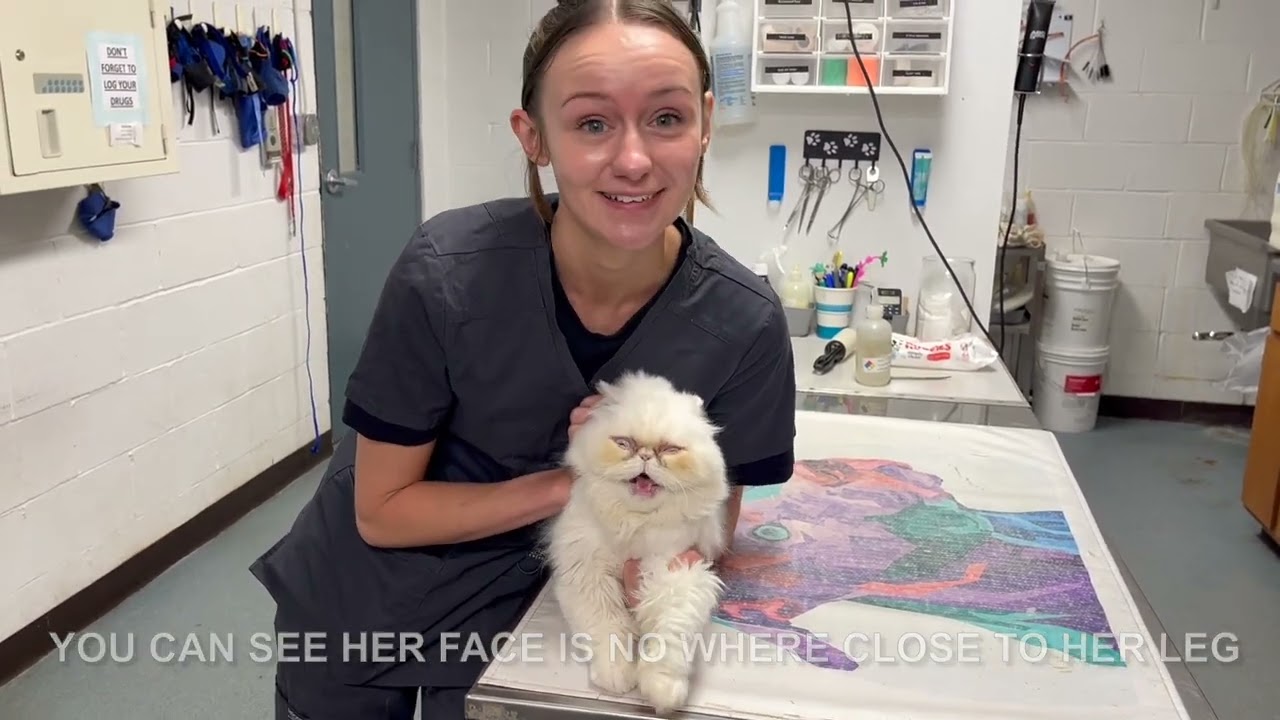Feline Restraint Techniques