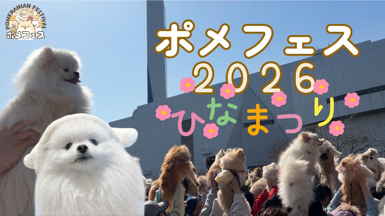 【悶絶】ポメフェスに参加したらモフモフ天国だった件について