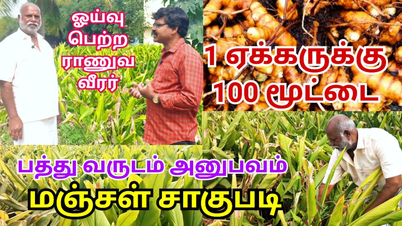 1ஏக்கருக்கு 100 மூட்டை மஞ்சள் சாகுபடி | Turmeric cultivation in tamil | village thamizha village