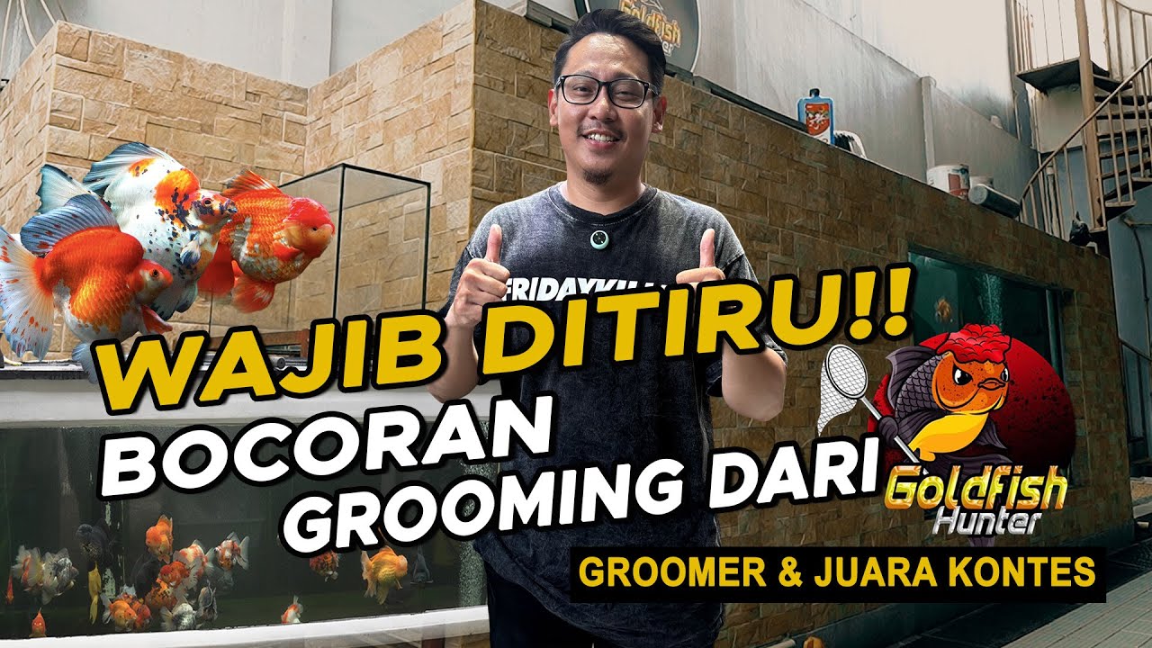 EKSKLUSIF!! RAHASIA GROOMING & SPEKS KOKI JUARA LANGSUNG DARI GOLDFISH HUNTER