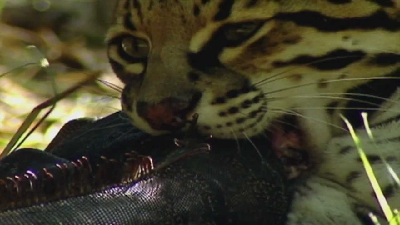El ocelote y la iguana: cazador y cazado