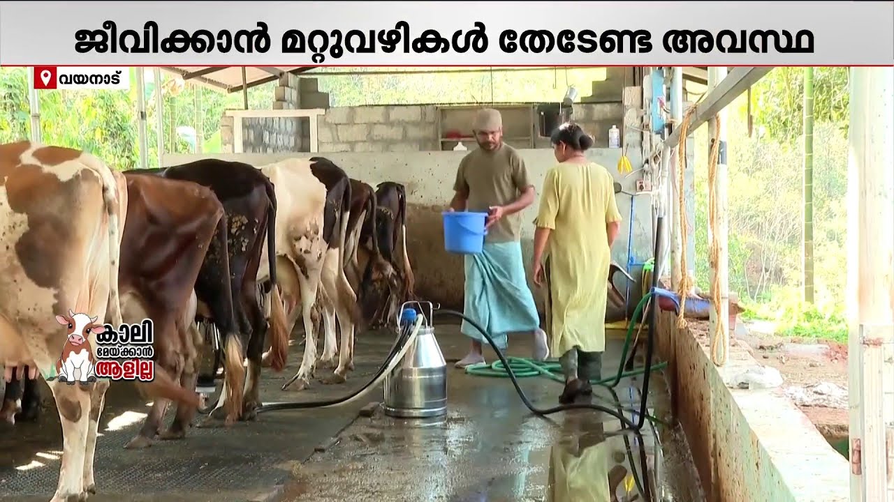 'പാൽ വില 50 രൂപയെങ്കിലും ആക്കാതെ മുന്നോട്ടുപോകാൻ പറ്റാത്ത അവസ്ഥയാണ്..' | Dairy Farmers