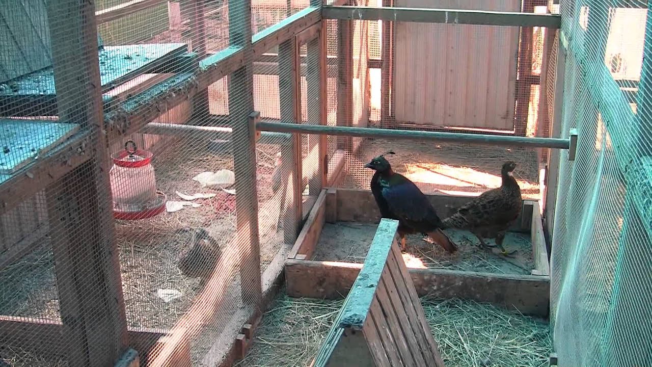 Вольер для фазанов из теплицы Питомник ДонЗоо