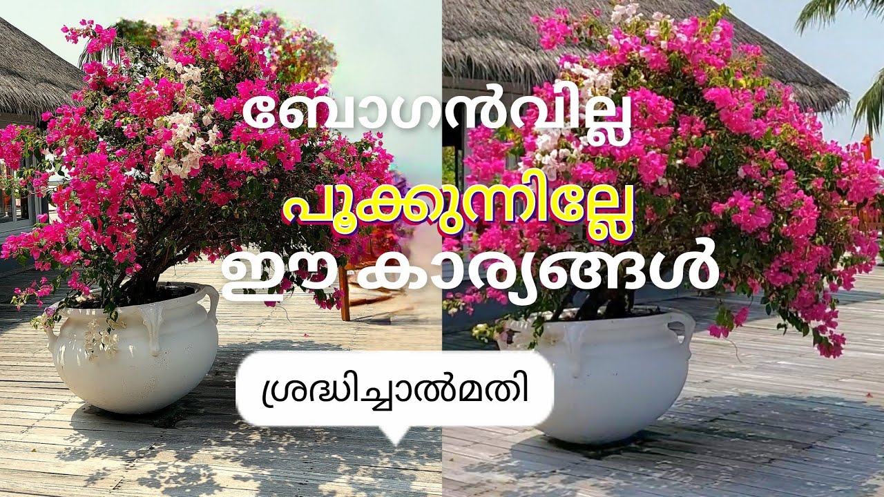 BAUGAINVILLEA FLOWERING TIPS🌿💐ബോഗൻവില്ല പൂക്കാലം ഒരുക്കാം