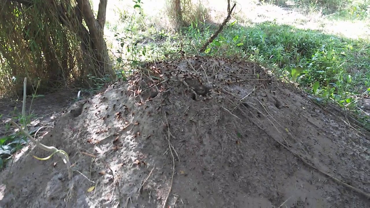 pegando tanajura