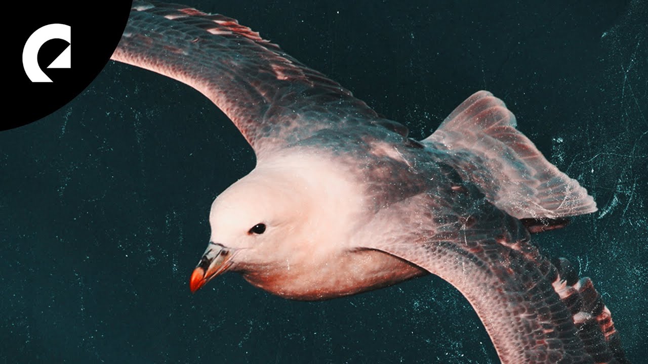 Of Water - Firebird (Royalty Free Rock)