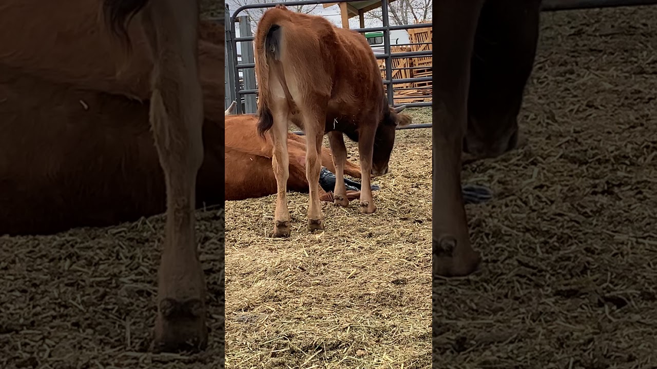 Calf being born part 3 of 4