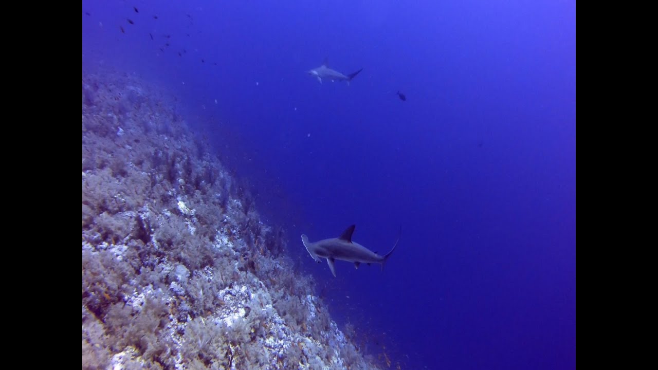 Hammerhead sharks in the Red Sea. Ghazala Explorer liveaboard