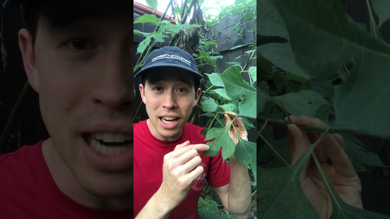 Tiny Terrors: Spider Mites