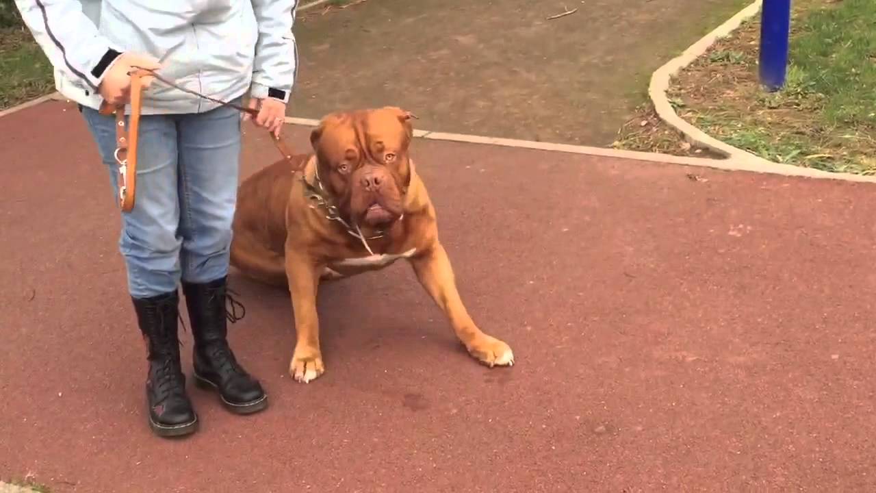 éducation Dogue de Bordeaux