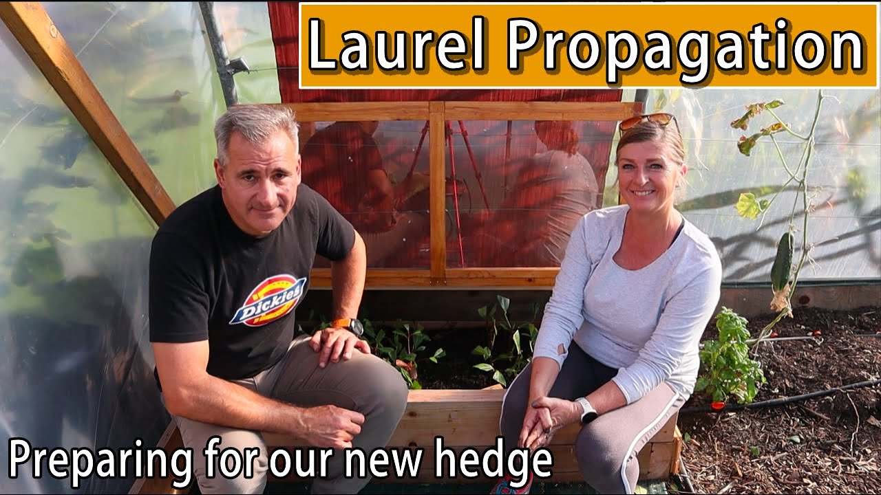 Laurel Propagation | Preparing for our new hedge