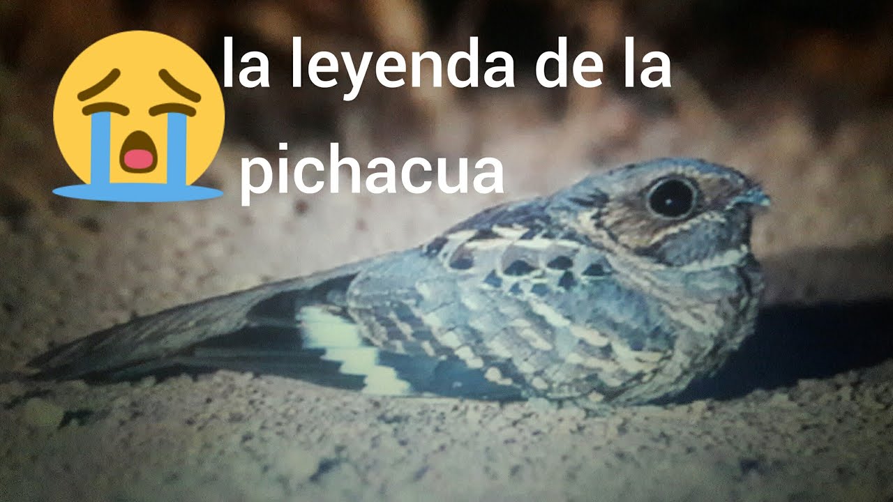 así es la triste leyenda de la pichacua