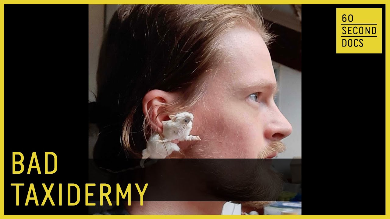 Ethically Sourced Bad Taxidermy | Animalgamations