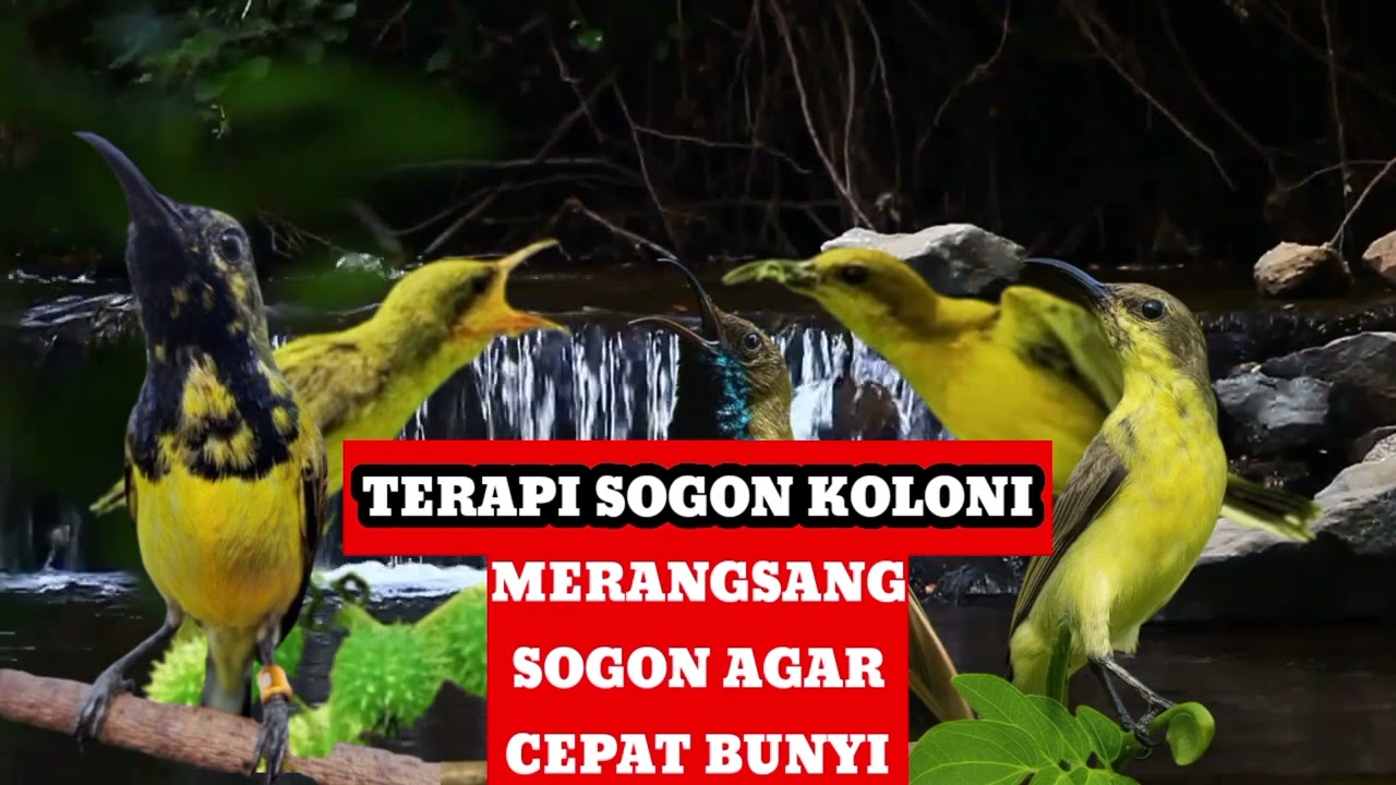 TERAPI SUARA SOGON KOLONI MERANGSANG AGAR SOGON CEPAT BUNYI