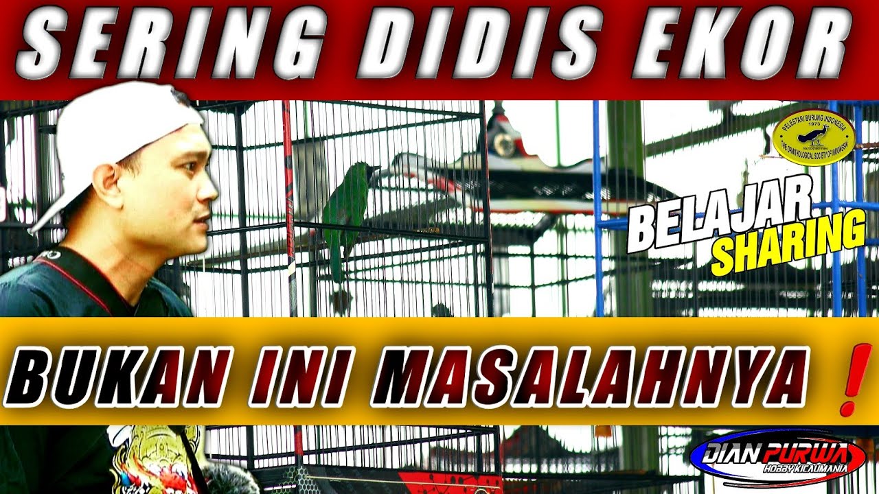 DIDIS EKOR❗TERNYATA INI PENYEBABNYA CUCAK IJO SERING DIDIS EKOR WAKTU DIGANTANG|| KICAUMANIA