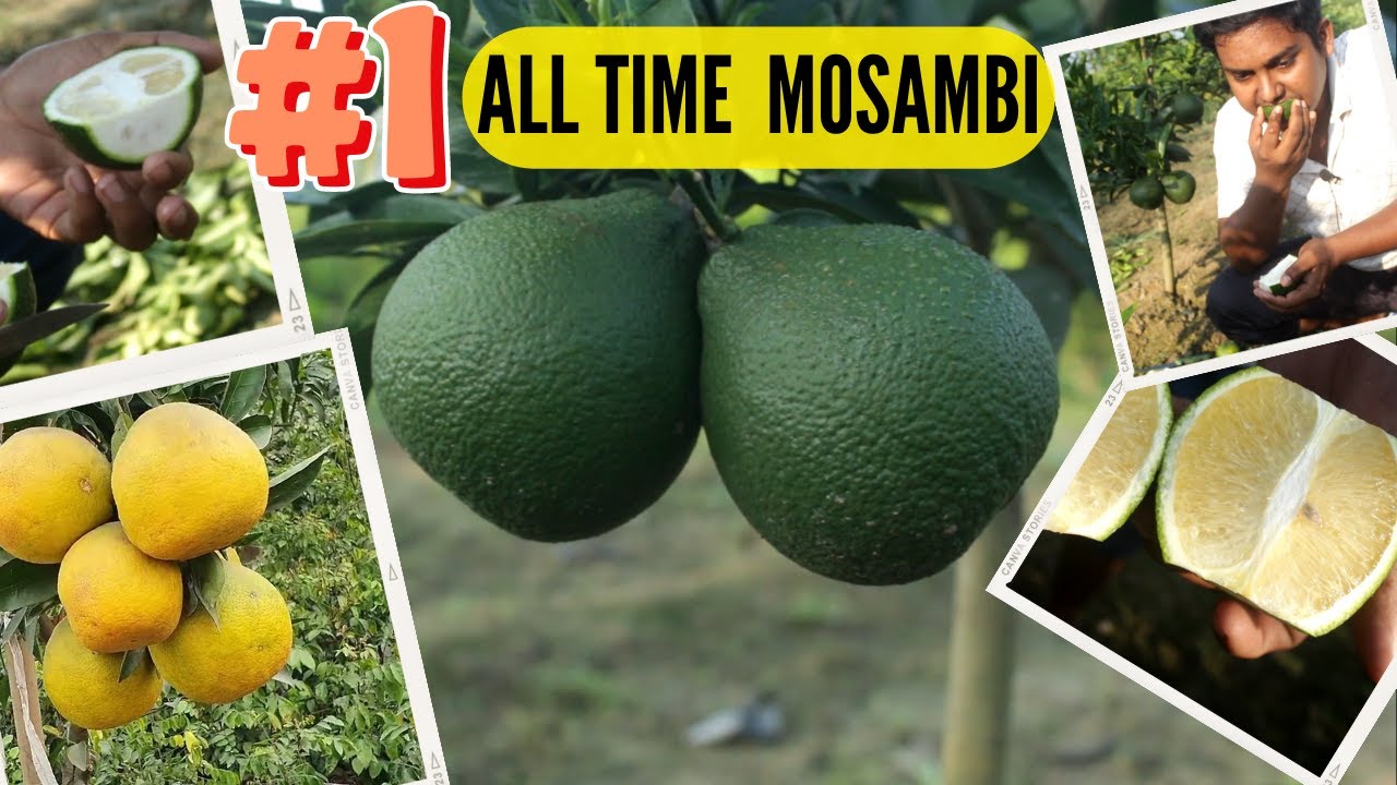 New Variety || All Time Mosambi || Baramasi Malta Mosambi || Veatnum All-Time Malta Mosambi Plant.