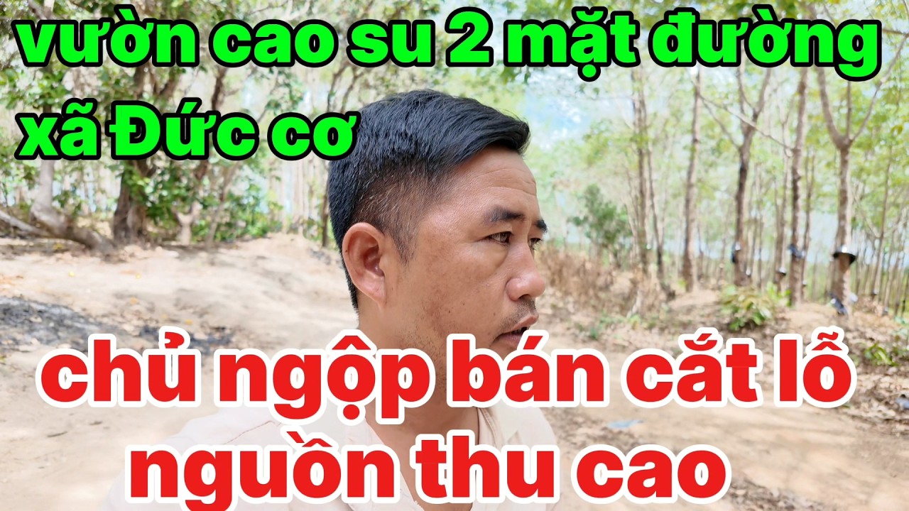 8 ,vườn cao su giá ngộp hai mặt đường đất ở xã Đức cơ, hai mặt đường đất lớn cây to bự