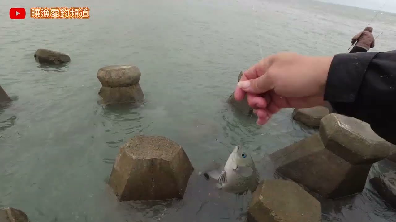 ☆磯釣☆ #南寮漁港 #黑毛 #李曉漁  今天來去新竹南寮漁港快閃3小時.三小時能釣多少魚呢?讓我們看下去.今日魚種黑毛魚(瓜子臘)(藍眼辣妹) 希望有好的成績!