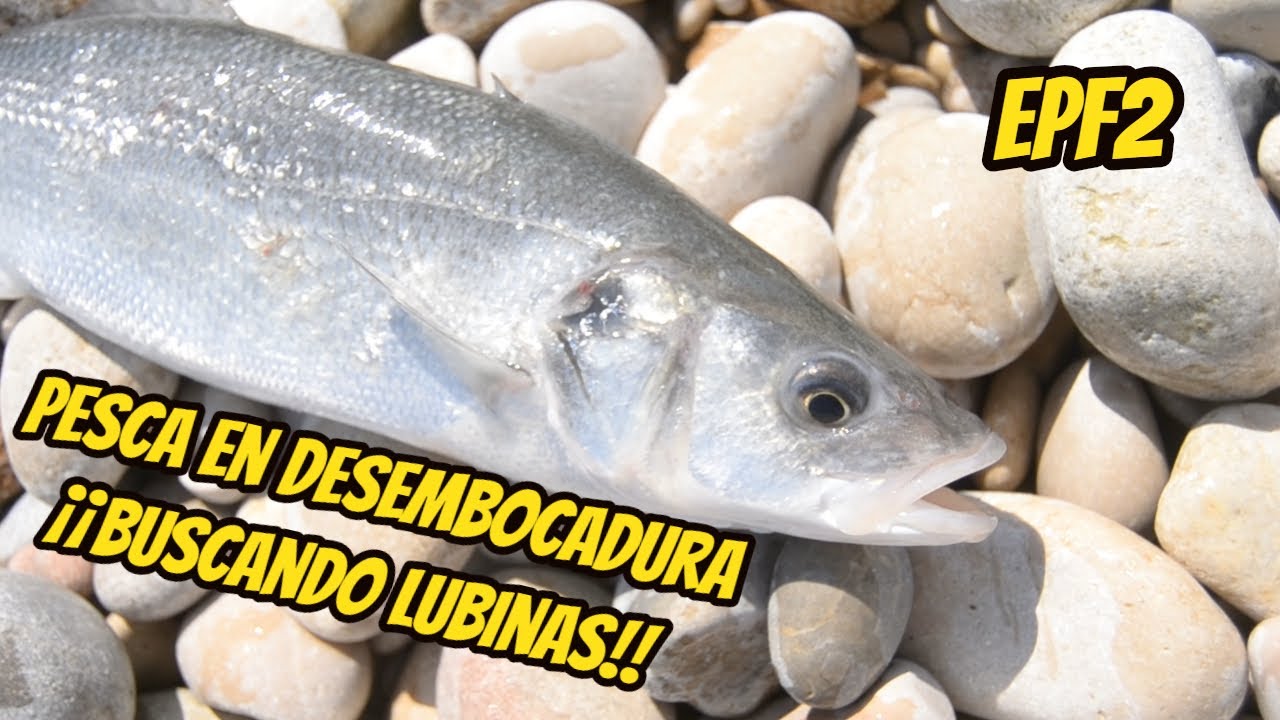 Pesca de LUBINA en DESEMBOCADURA de r&iacute;o | ElPOPPERfisher | Salida 2