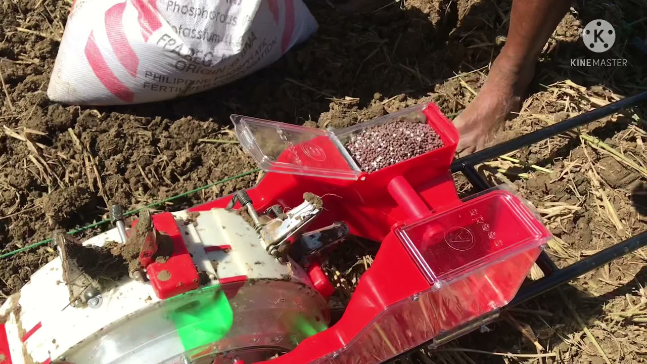 Corn maize planting using push seeder/ Paano magtanim ng mais gamit ang corn planter PIONEER seeds