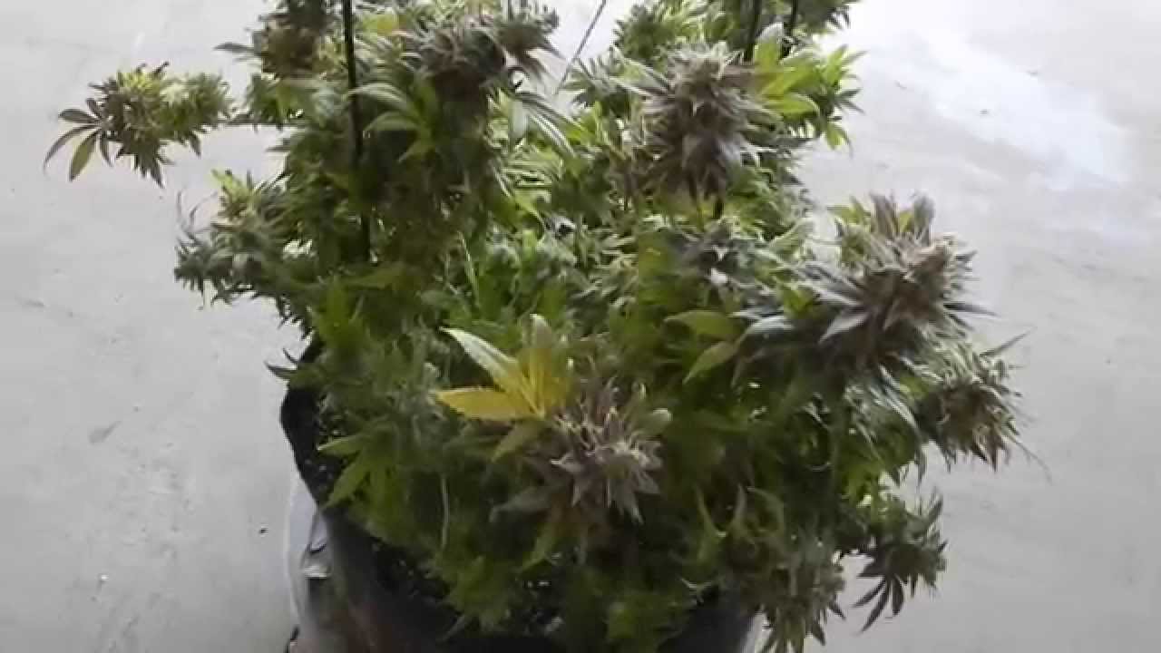 harvest 3
