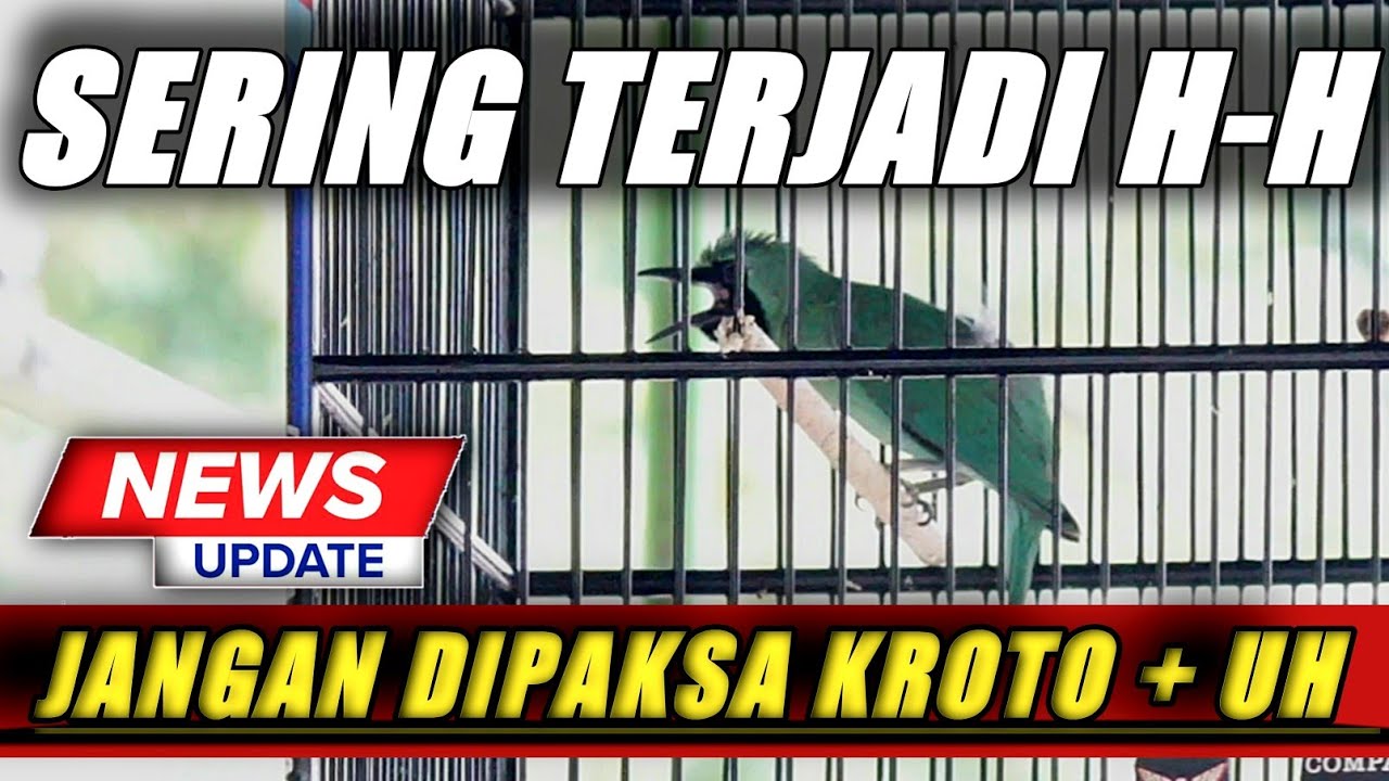 KARAKTER JAMTROK❗BILA CUCAK IJO SDH ON DILAPANHAN JANGAN PAKSAKAN EF INI||KICAUMANIA