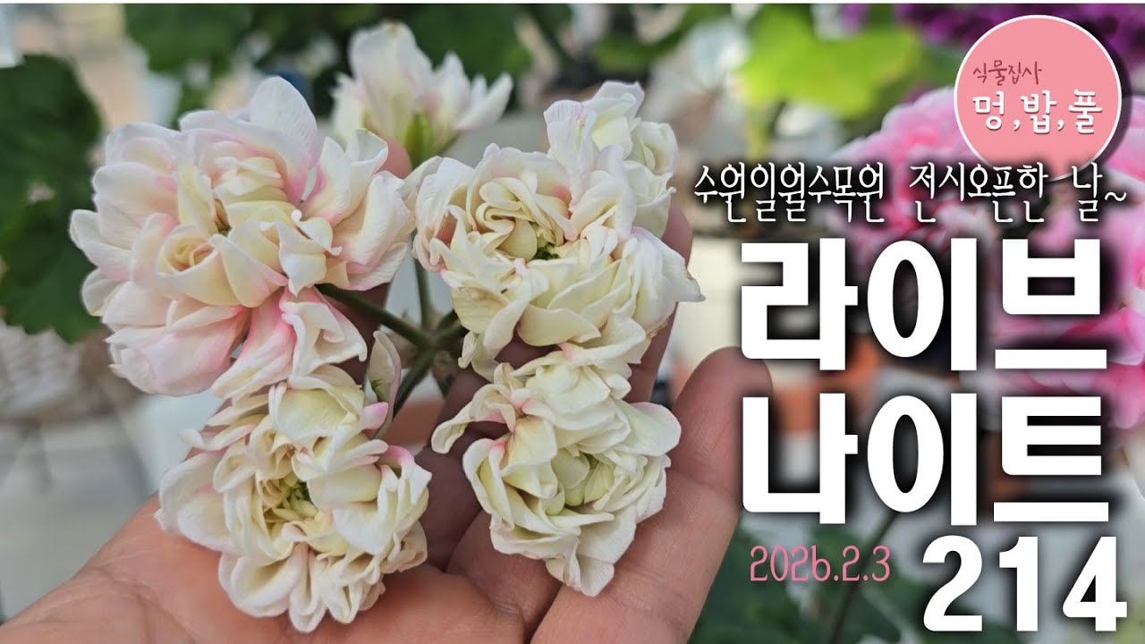 멍밥풀,라이브 나이트205.수원일월수목원 전시오픈한 날~