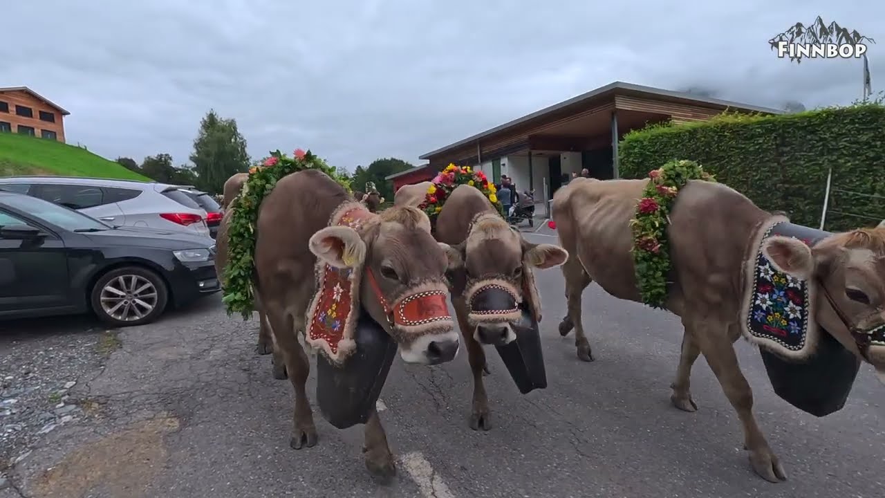 Alp Scheubs Alpabfahrt 2025 Mels