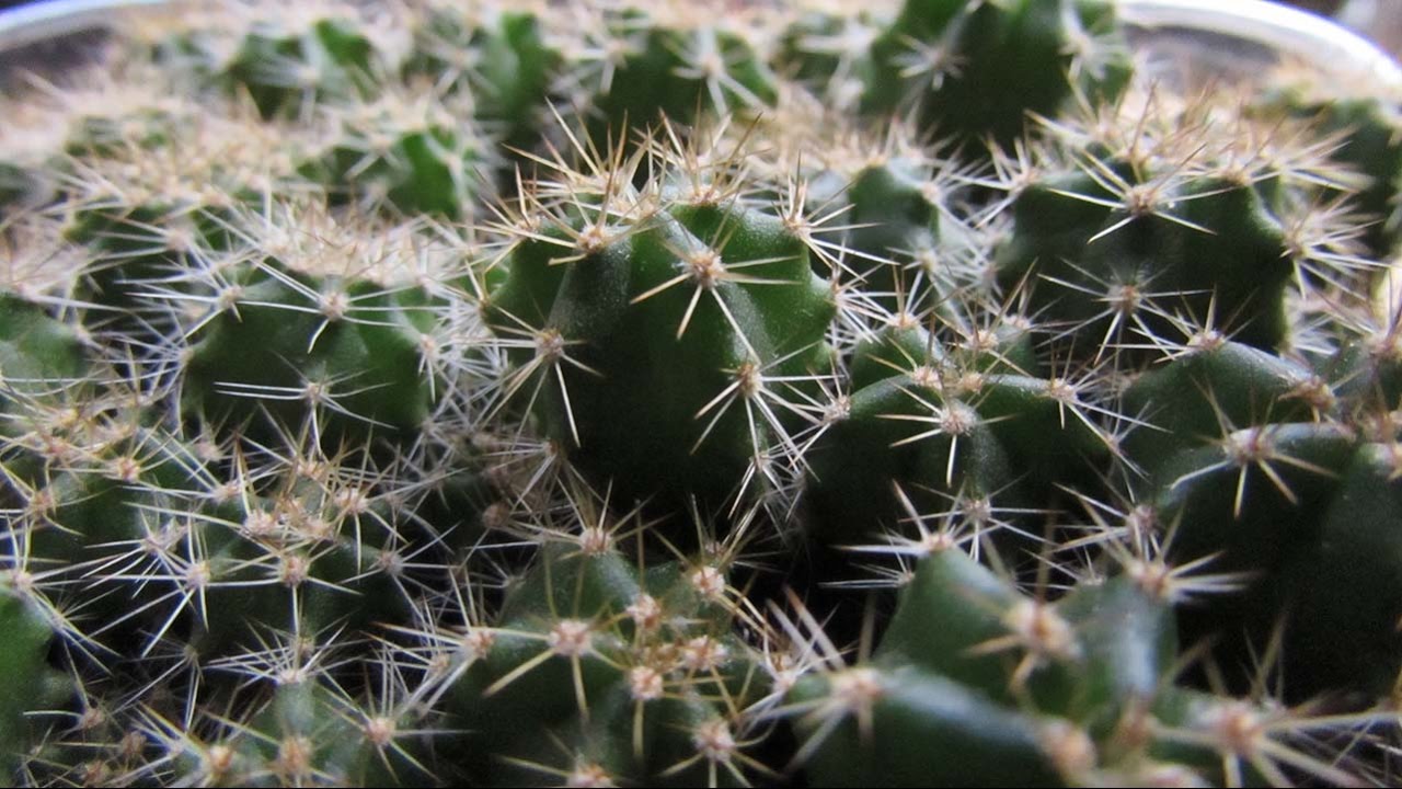 My Trichocereus pachanoi Cactus Seedlings Update - San Pedro Cactus