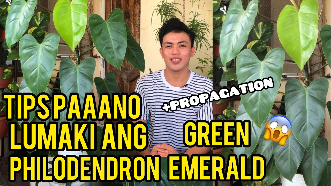 HOW I GROW MY GREEN EMERALD | A COMPLETE CARE GIUDE + PROPAGATION OF PHILODENDRON GREEN EMERALD