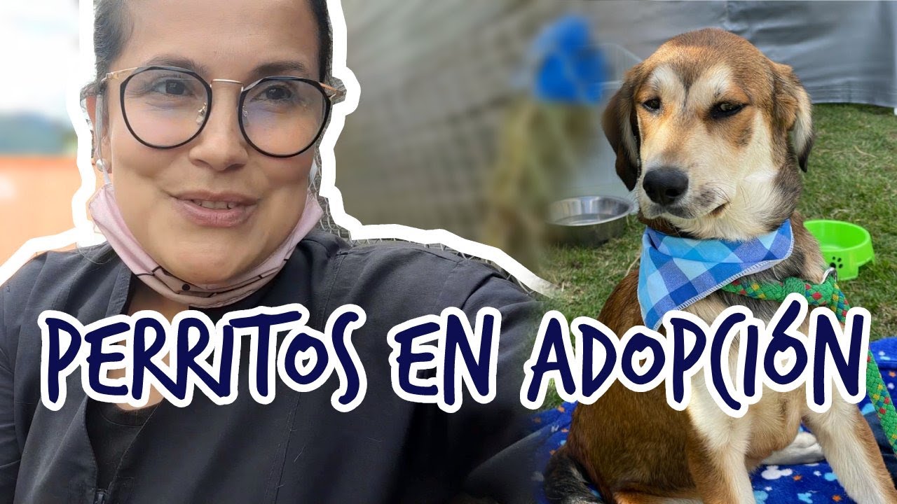 *TODO* sobre las ADOPCIONES DE PERRITOS Y GATITOS 🐶