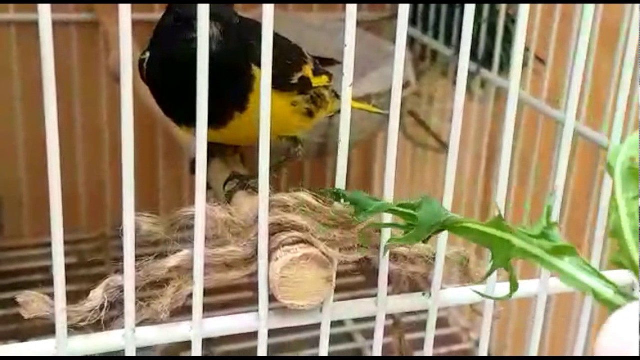 Carduelis Uropygialis, Kordilleranzeisig, Jilguero Cordillerano. Lucherino, Lugano,.