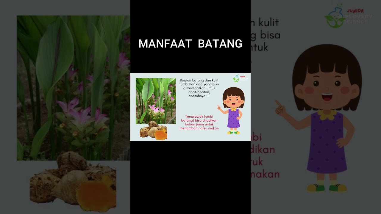 Manfaat Batang | Kegunaan Kulit Batang