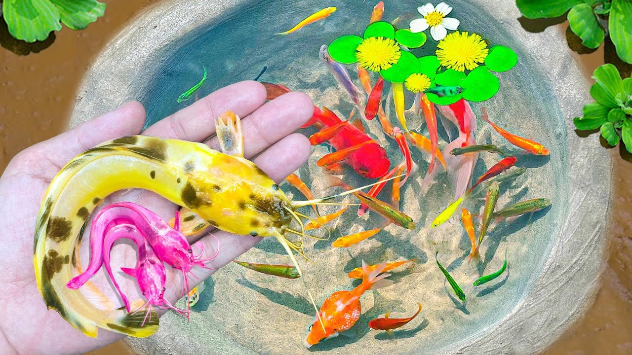 Ловля гнёзд сомов-спандов в гигантских разноцветных яйцах, голубых морских лещей, мандаринок и ск...