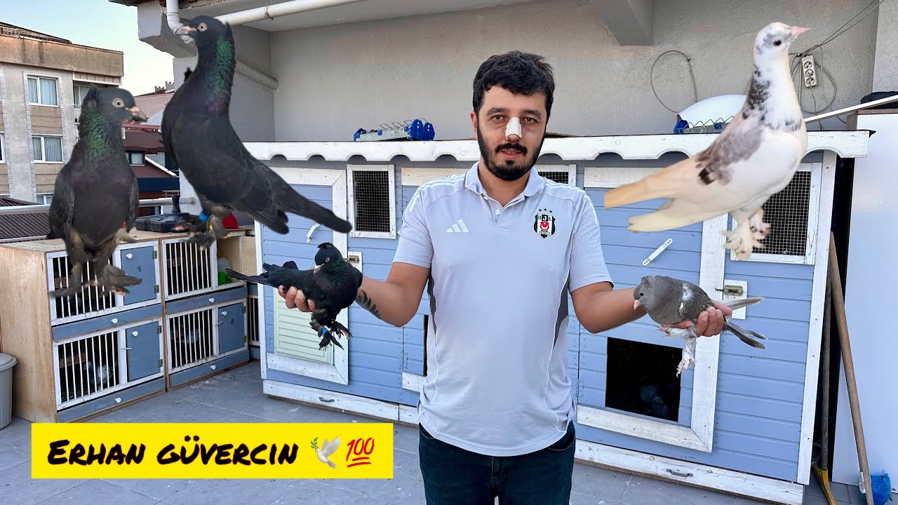 HARİKA K&Uuml;MESLERİ VE KUŞLARIYLA ERHAN G&Uuml;VERCİN SİZLERLE 💯 U&Ccedil;UM 🕊️ ATMACA SALDIRISI  🦅 DAMIZLIKLAR 