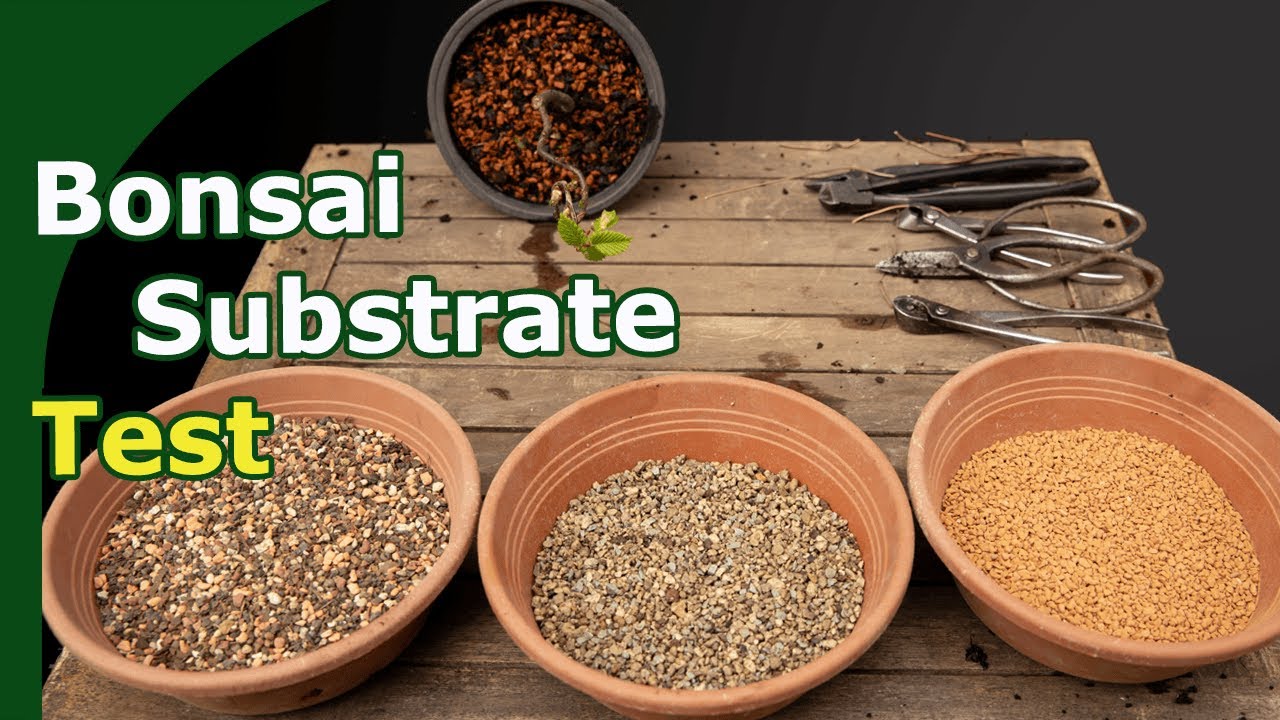 Bonsai Substrate Affects Development
