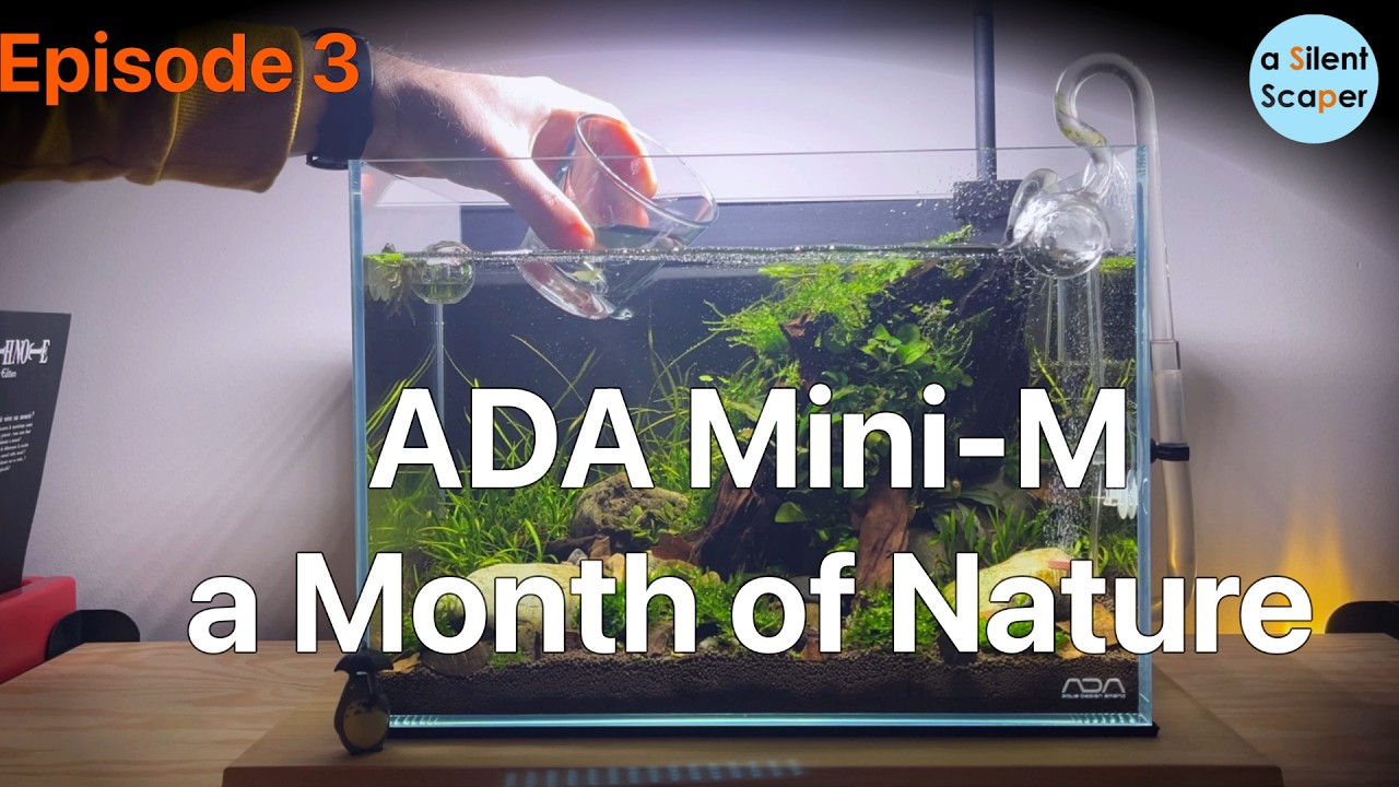 A Month of Nature: Nano Tank Day 30 -Ep.3