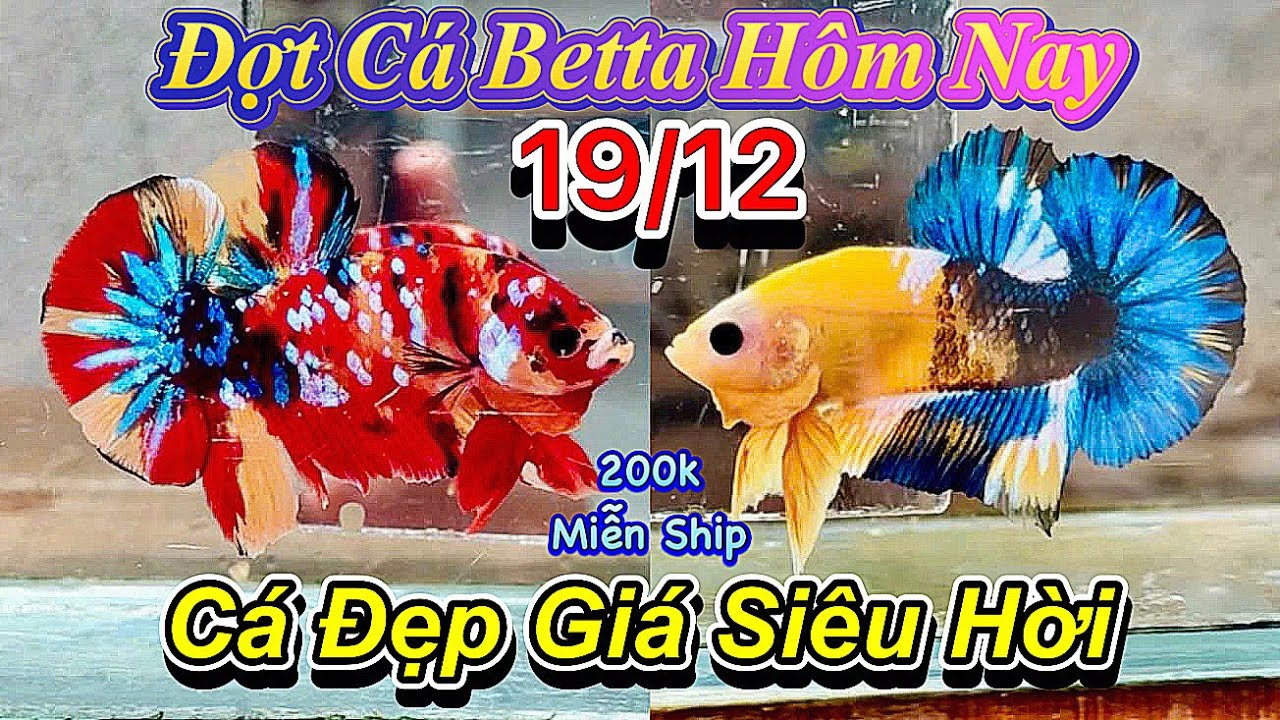 ❤️19/12/2025_Clip Betta Mới Tuyển Lựa_Giá Chỉ Từ 50k_Size To_Form Gấu_Hàng Giống_Zin Tơ❤️